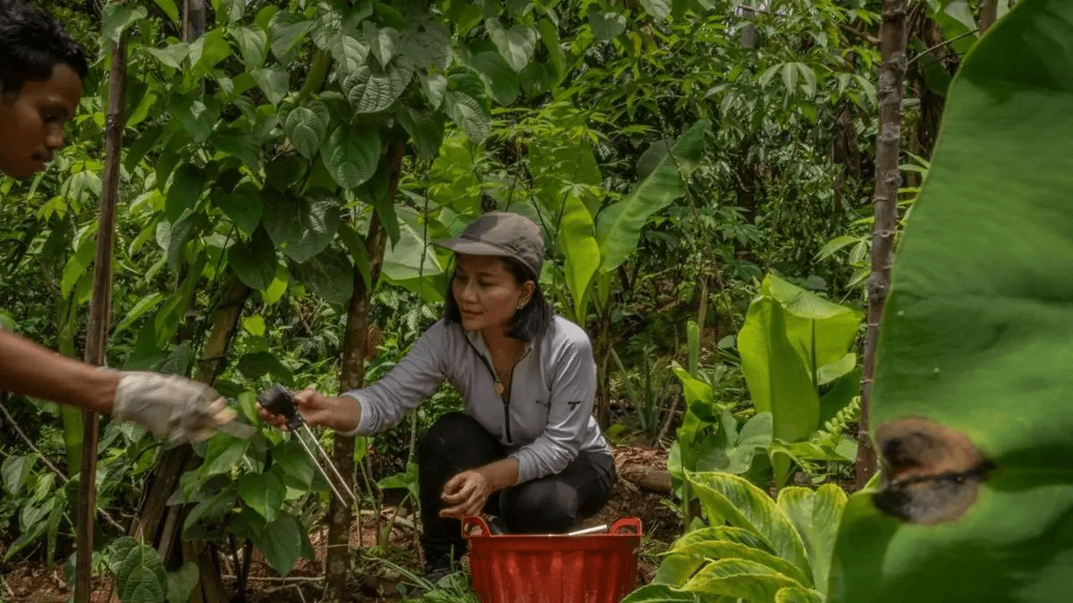 PepsiCo dan National Geographic Kembangkan Pertanian Regeneratif di Indonesia.