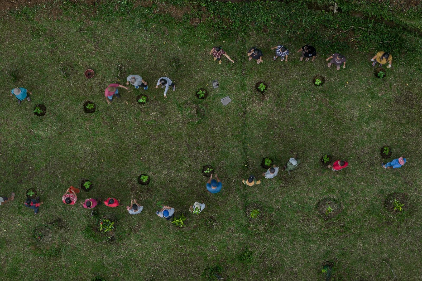 Planting Sacha Inchi for Sustainable Livelihoods