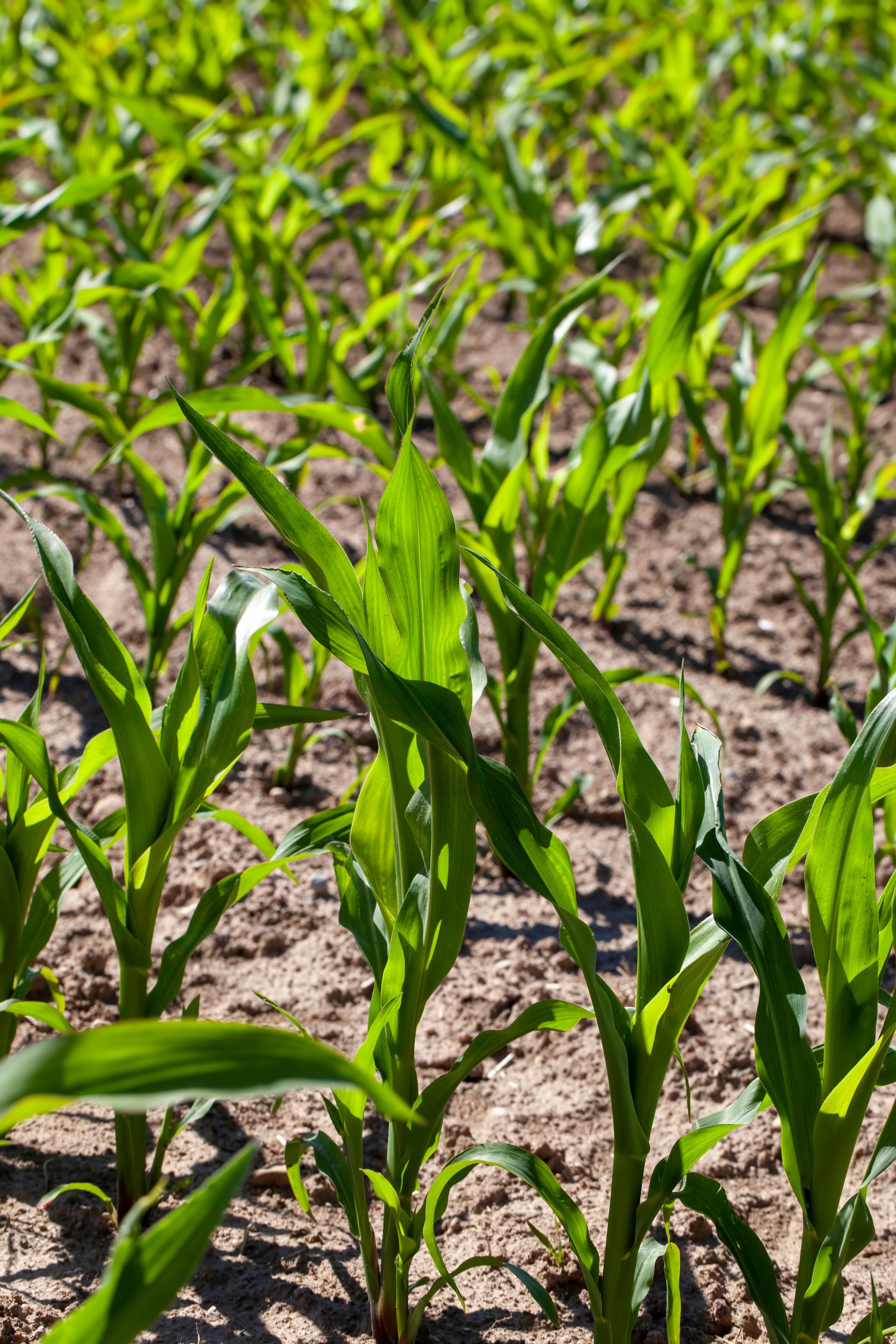 Intercropping