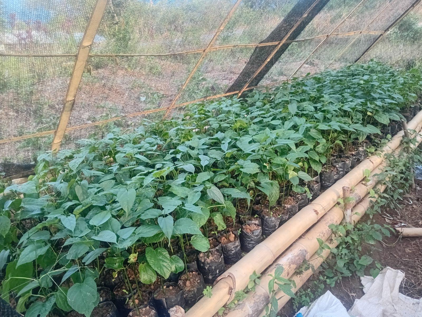 Nursary Seeds in Betong (Lando Area)