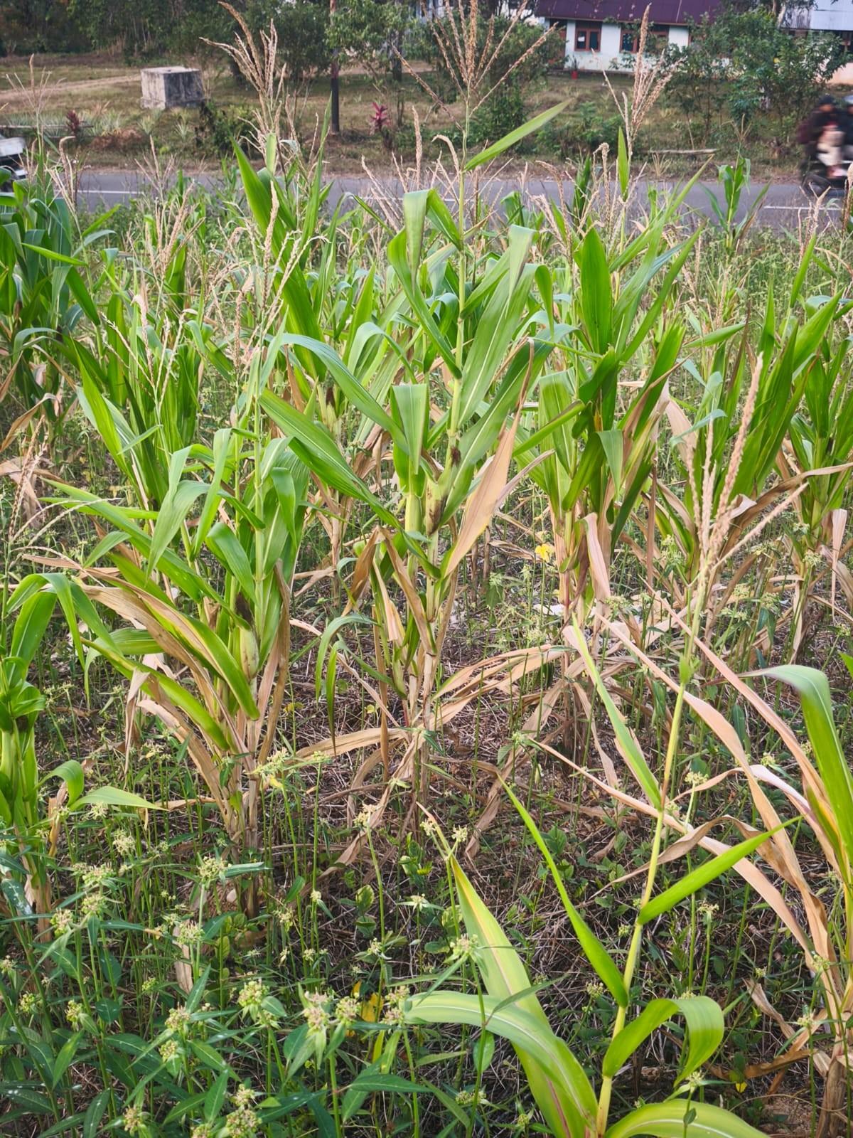 The Growth of Maize in Betong (Lando Area)